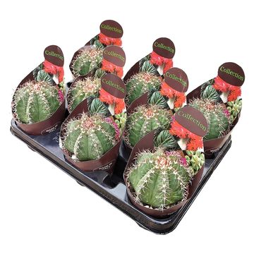 Melocactus matanzanus