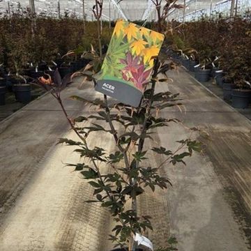 Acer palmatum 'Fujinami-nishiki'