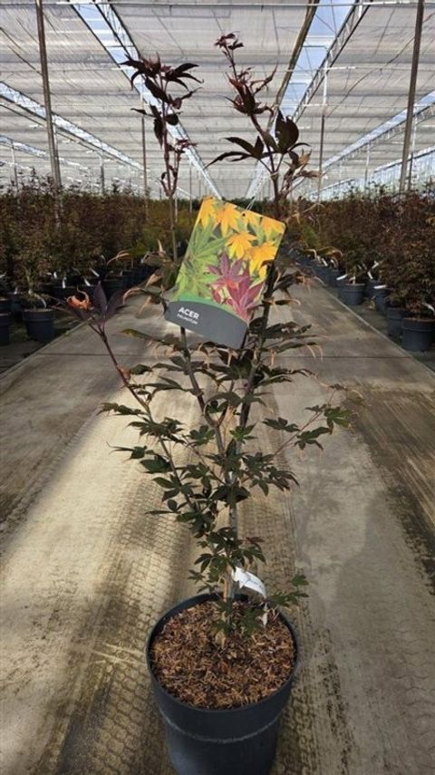 Acer palmatum 'Fujinami-nishiki'