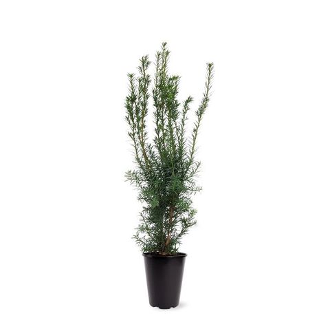 Taxus x media 'Hicksii'