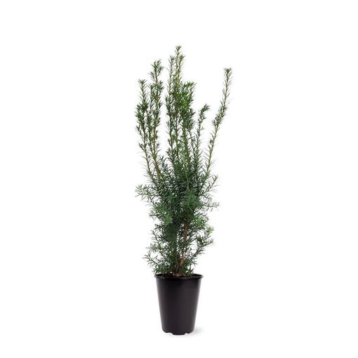 Taxus x media 'Хикси'