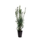 Taxus x media 'Hicksii'