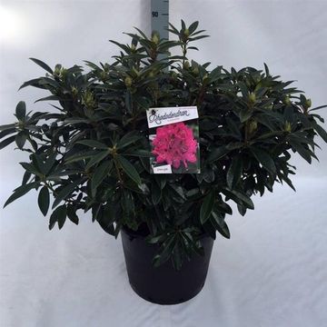 Rhododendron 'Anah Kruschke'