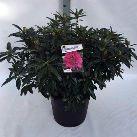 Rhododendron 'Анна Крушке'