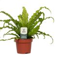 Asplenium antiquum 'Osaka'