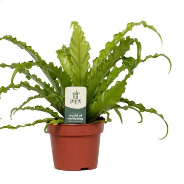 Asplenium antiquum 'Osaka'