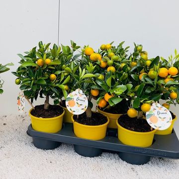 x Citrofortunella microcarpa