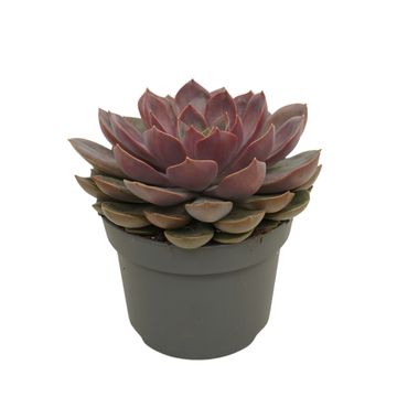 Echeveria 'Mina'