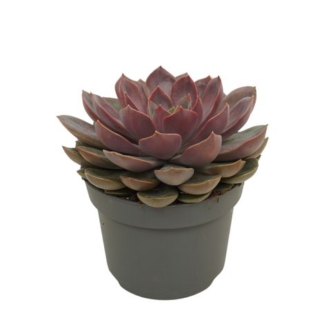 Echeveria 'Mina'
