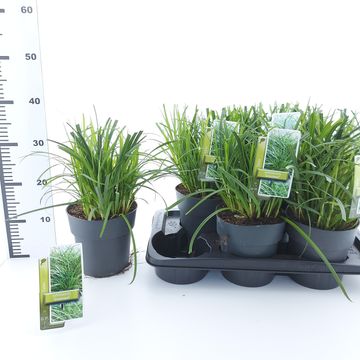 Carex oshimensis 'J.S. Greenwell' Carex oshimensis 'J.S. Greenwell'