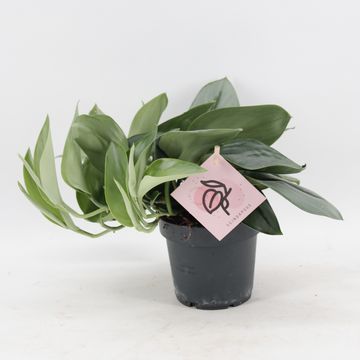 Scindapsus treubii 'Moonlight'