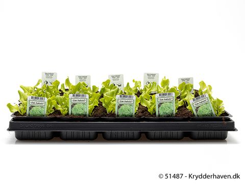 Lactuca sativa crispa