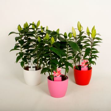 Lilium ORIENTAL HYBRID MIX