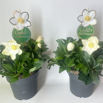 Helleborus niger HGC JASPER