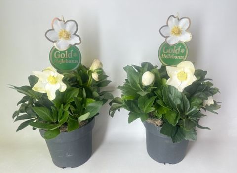Helleborus niger HGC JASPER