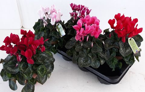 Cyclamen persicum MIX