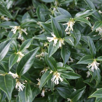 Sarcococca confusa