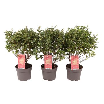 Symphoricarpos MAGICAL PREMIUM PINK