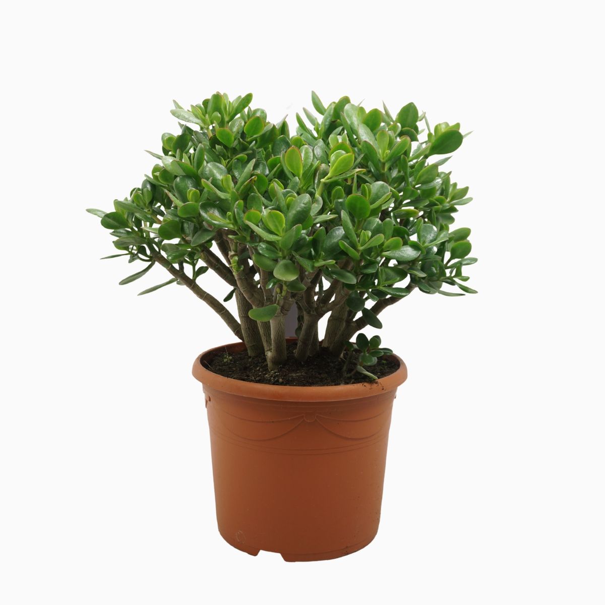 Crassula Portulacea - Arbre à Argent - Pot 5.5cm - Plante Grasse Intérieur - 10-12cm