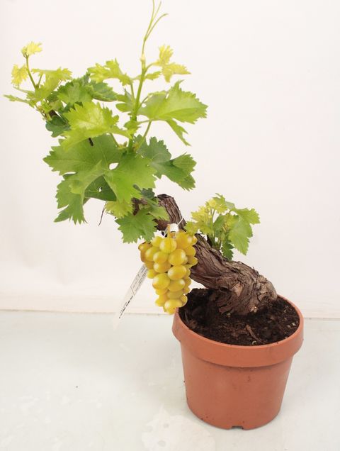 Vitis vinifera