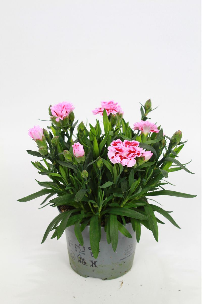 Dianthus OSCAR VIOLET AND PINK — Plant Wholesale FlorAccess