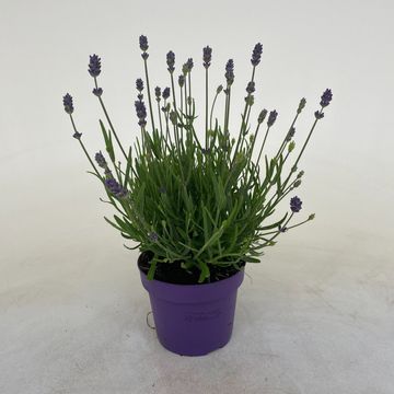 Lavandula angustifolia 'Hidcote'