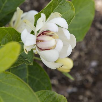 Calycanthus 'Venus'