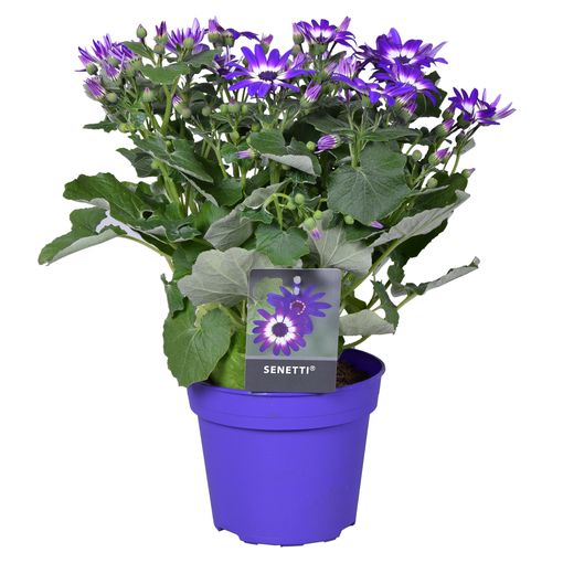 Pericallis SENETTI MIX