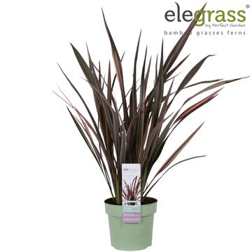 Phormium tenax 'Pink Flamingo'