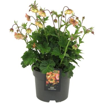 Geum PRETTICOATS PEACH
