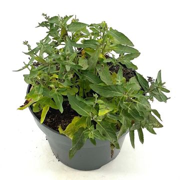 Salvia nemorosa 'Ostfriesland'