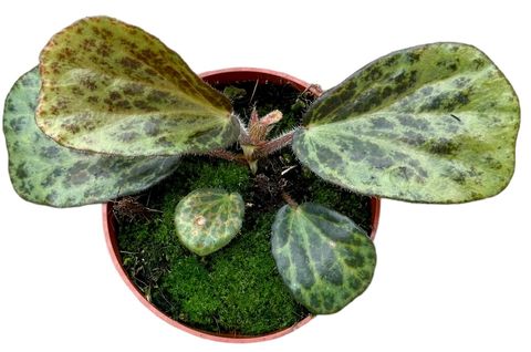 Begonia blancii MOTTLED