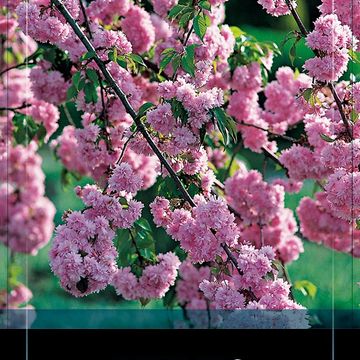 Prunus serrulata 'Kiku-shidare'