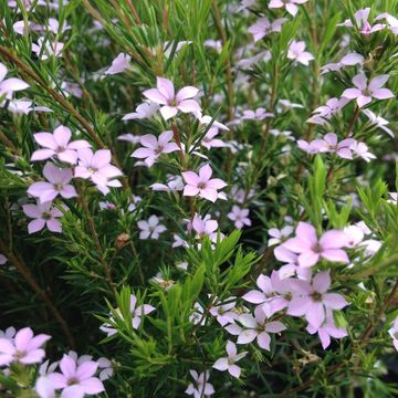 Diosma 'Сансет Голд'