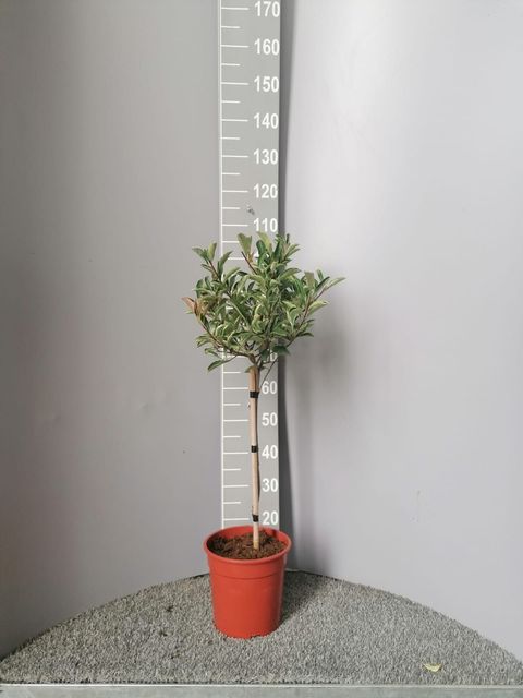 Photinia x fraseri PINK MARBLE