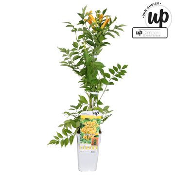 Campsis x tagliabuana GOLDEN TRUMPET