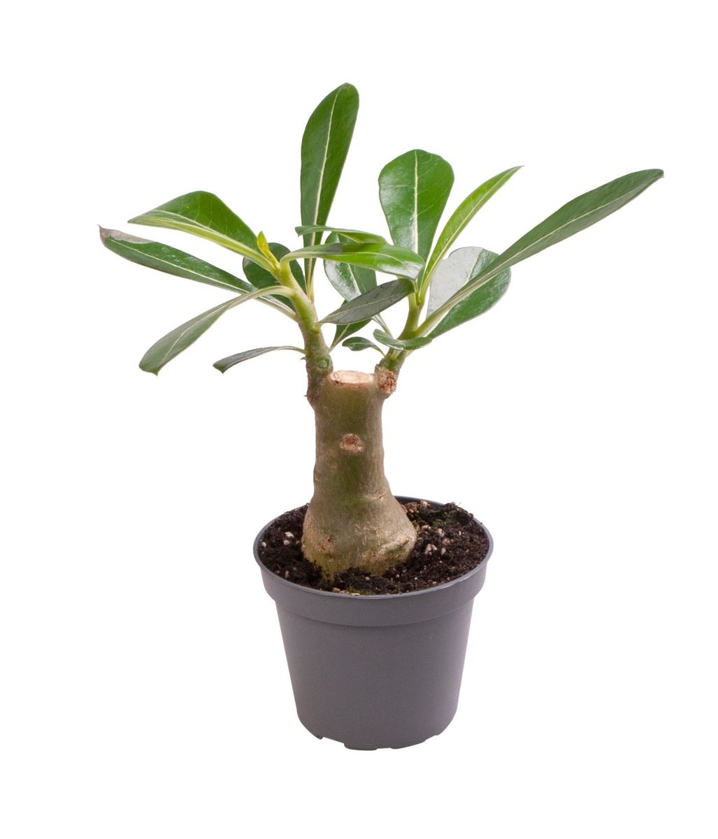 Adenium obesum — Plant Wholesale FlorAccess