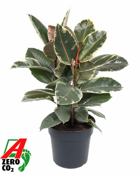 Ficus elastica 'Tineke'