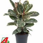 Ficus elastica 'Tineke'