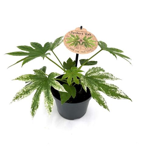 Fatsia japonica 'Spider's Web'