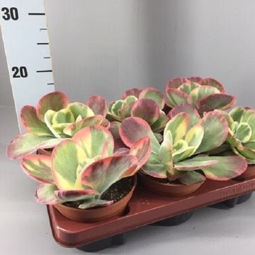 Kalanchoe thyrsiflora 'Variegata'