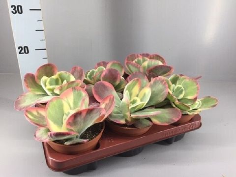 Kalanchoe thyrsiflora 'Variegata'