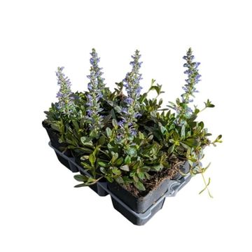 Ajuga reptans 'Atropurpurea'