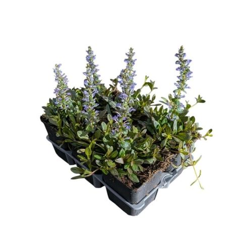 Ajuga reptans 'Atropurpurea'