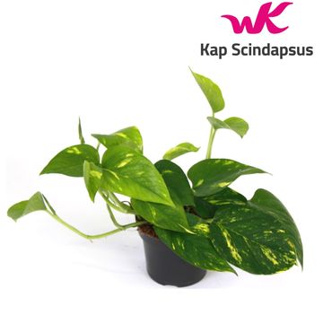 Epipremnum pinnatum 'Aureum'