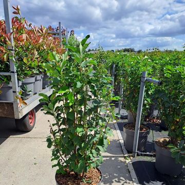 Amelanchier alnifolia 'Obelisk'