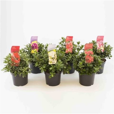 Rhododendron MOLLIS AZALEA MIX (AK)