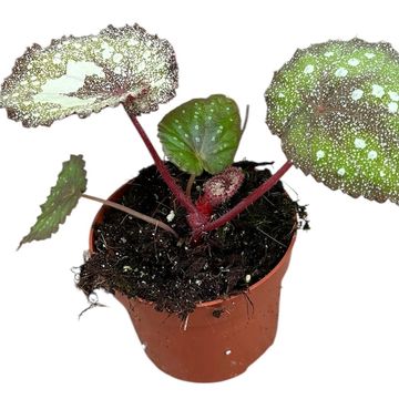 Begonia SPECKLED