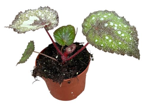 Begonia SPECKLED