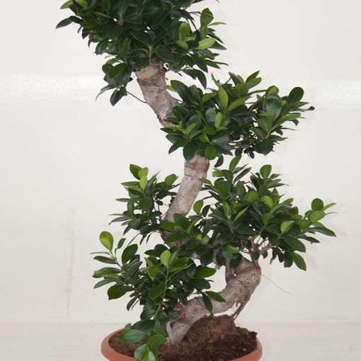 Ficus microcarpa 'Ginseng' (Ammerlaan, The Green Innovater)